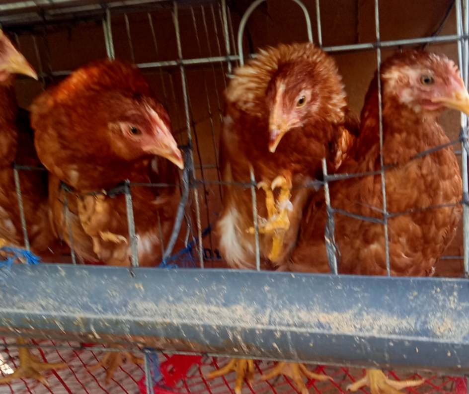 Mengenal Isa Brown, Ayam Petelur Andal dan Rahasia di Balik Kuning Telurnya